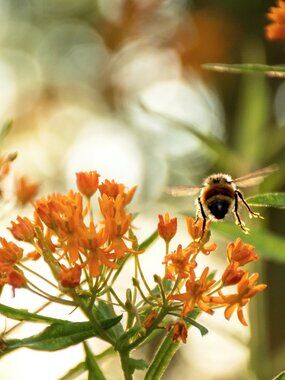 Meet your Posher, Bee 💛